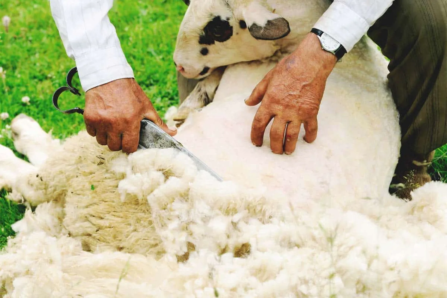 How to shear a sheep for the first time - professional shearing position