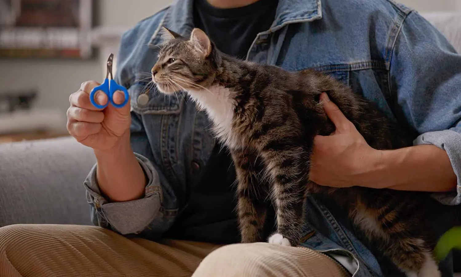 How to stop a cat from scratching furniture using protective tape and training techniques