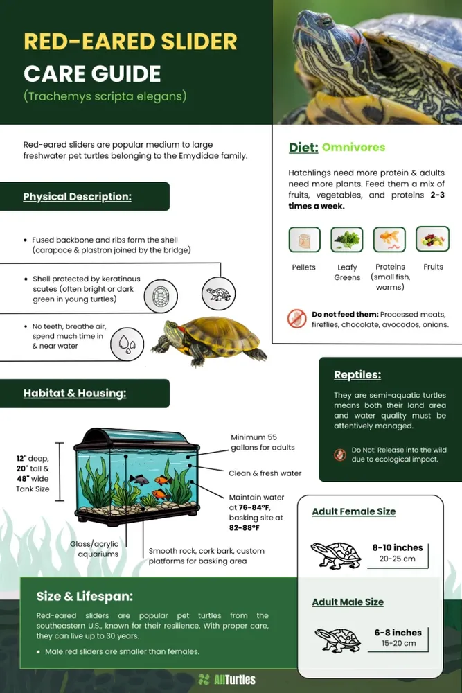 How to take care of a baby red-eared slider turtle resting on a basking dock under a heat lamp