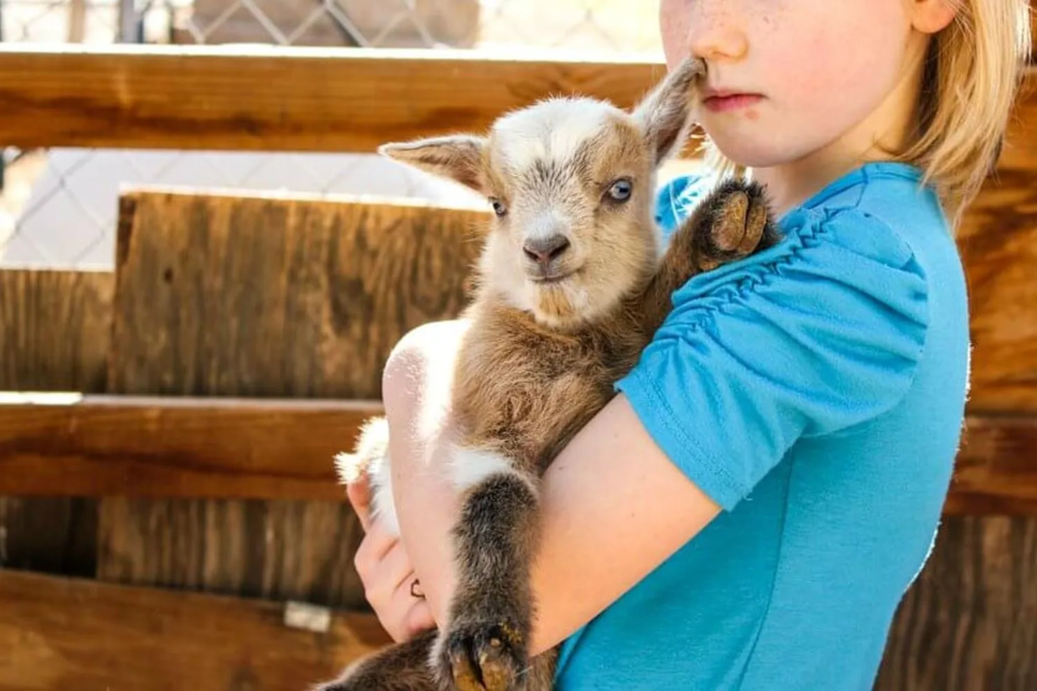 How to take care of a newborn goat kid - baby goat feeding