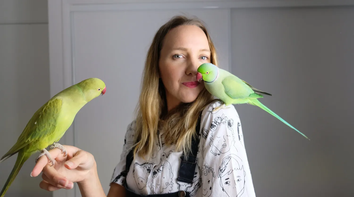 How to tame a scared parakeet fast using spray millet incentive rewards