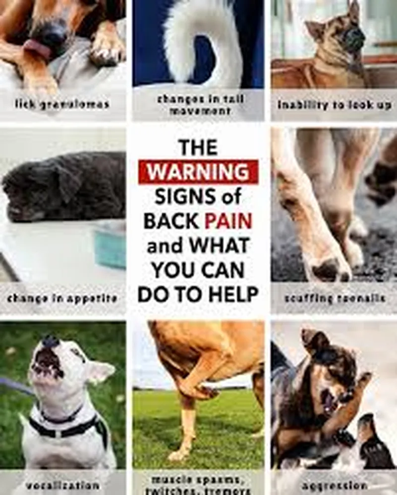 How to tell if your dog is in pain - monitoring subtle behavior and health alerts