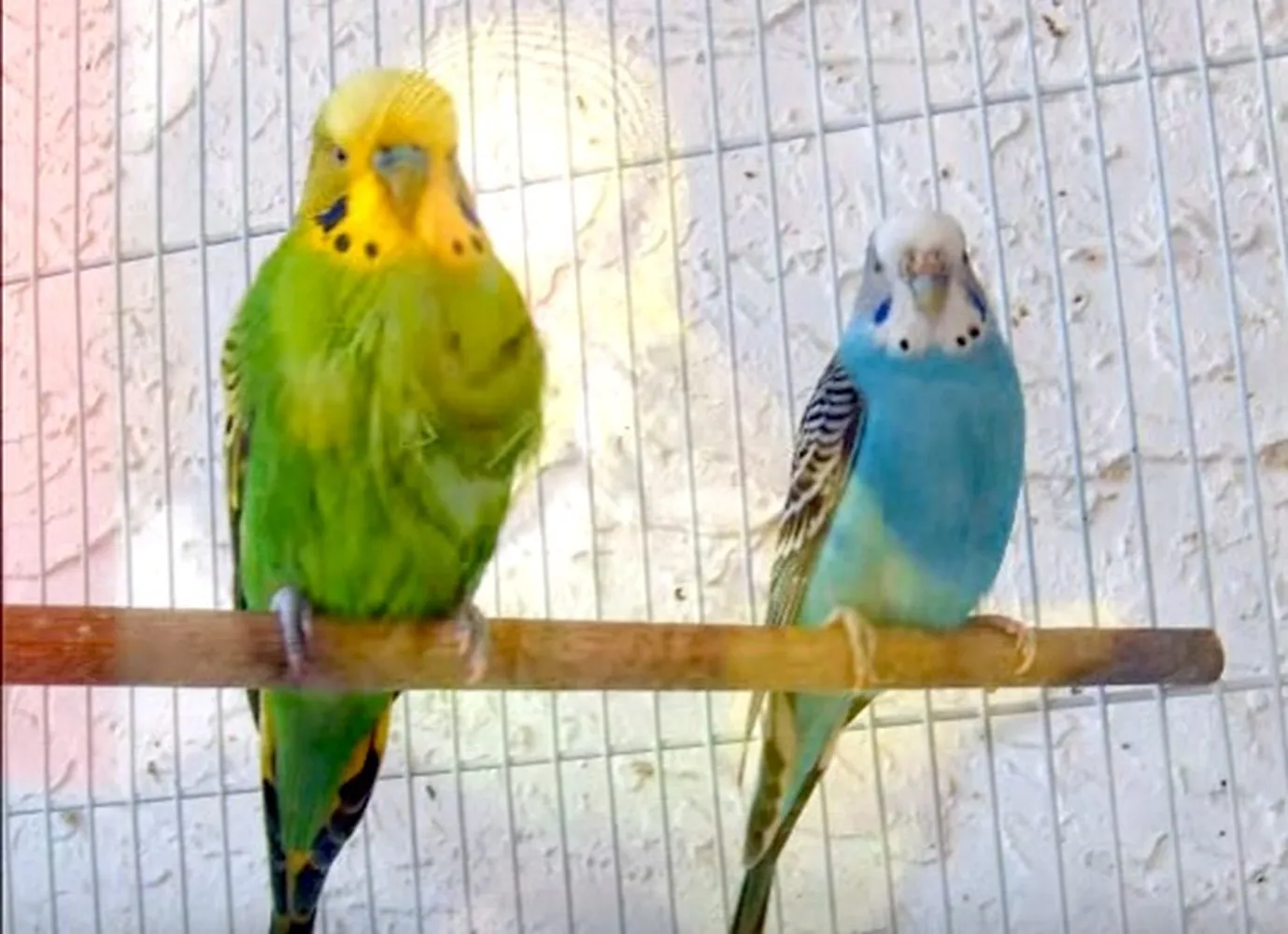 How to tell the gender of a budgie - Male and female parakeet identification