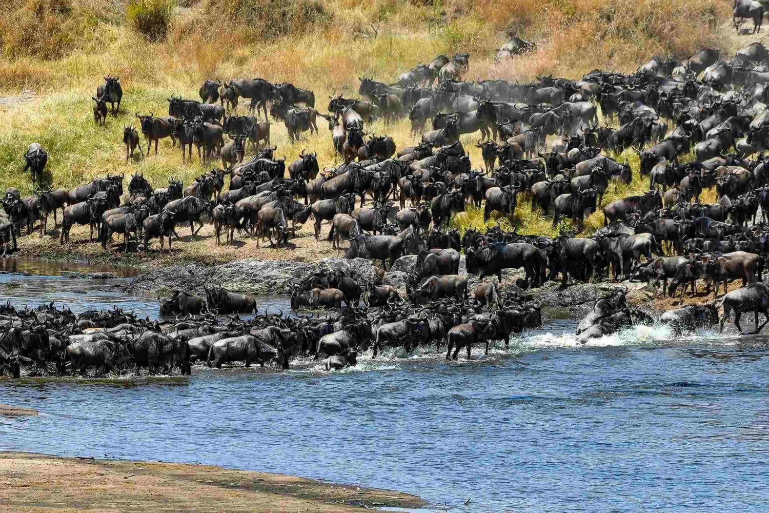 How to time your Tanzania safari to witness the Great Wildebeest Migration river crossing across the Mara River