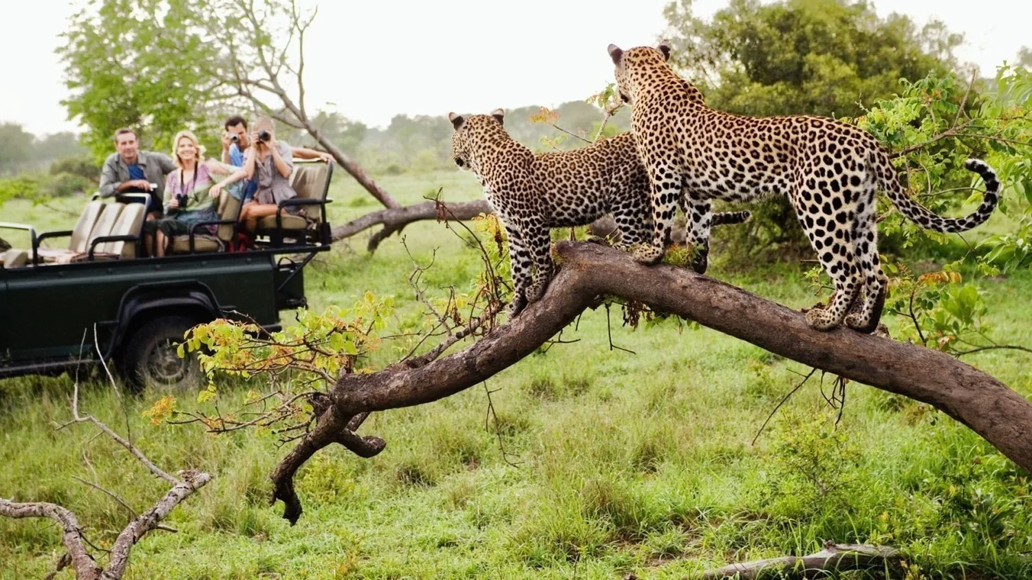 How to track leopards in Central Serengeti in 7 days - Leopard resting on a tree branch in Seronera