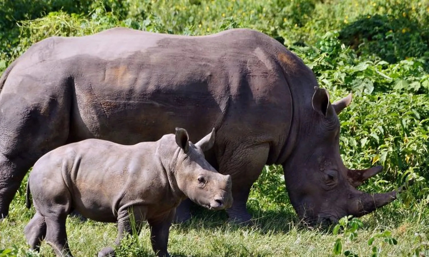 How to track rhino during a 6 day luxury safari - Spotting wild black rhinos in Ngorongoro Crater