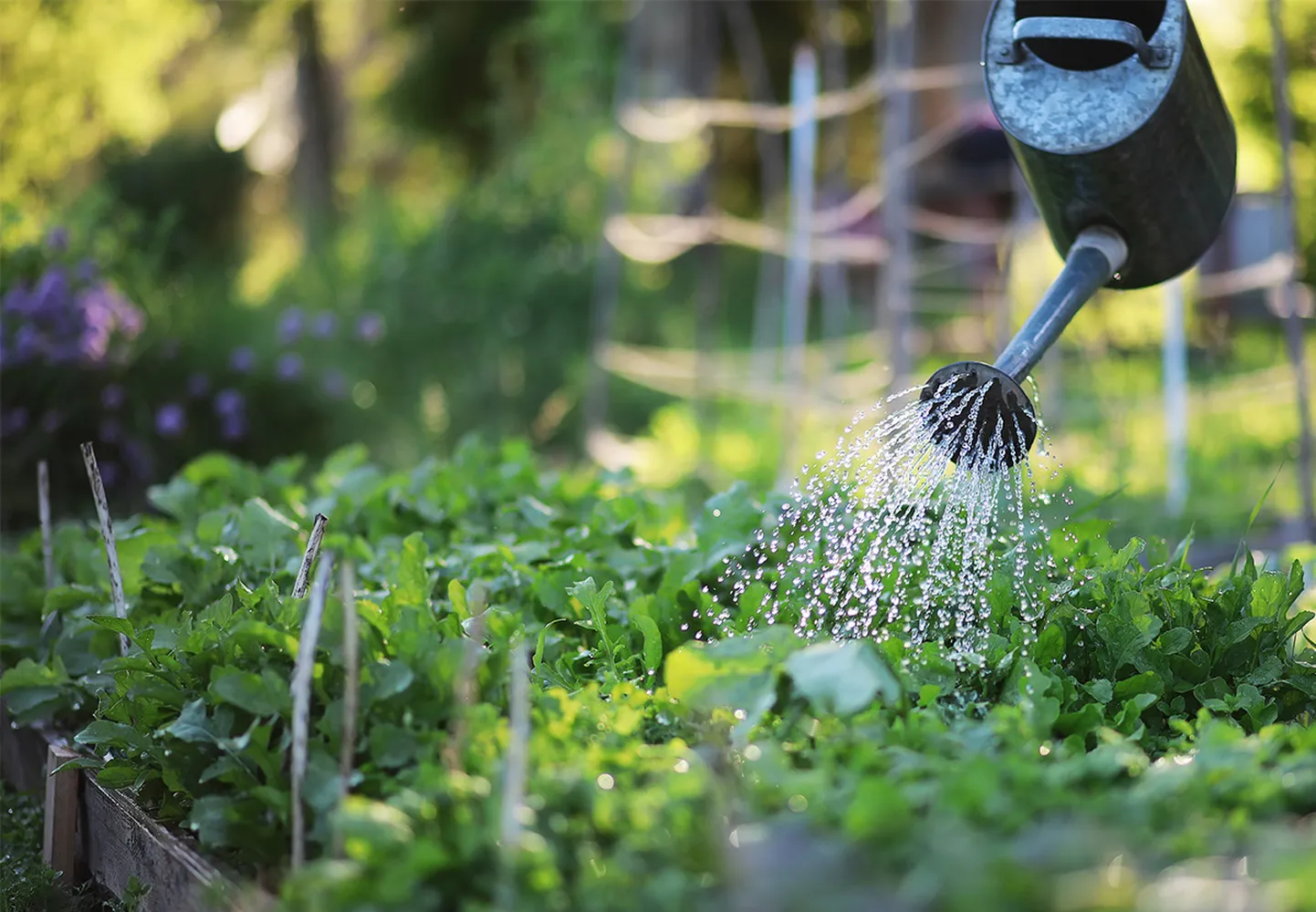 How to water your garden during a severe drought using targeted root watering and mulch
