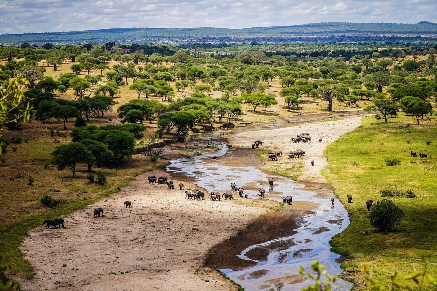 How to maximize wildlife spotting in Tarangire during the peak dry season - Massive elephant herds at Tarangire River